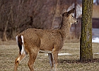 White-tailed Deer