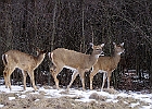 White-tailed Deer