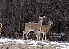 White-tailed Deer