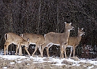 White-tailed Deer