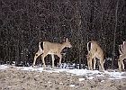 White-tailed Deer