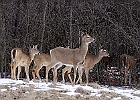 White-tailed Deer