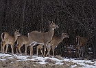 White-tailed Deer