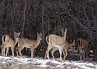 White-tailed Deer
