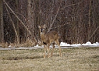 White-tailed Deer