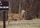 White-tailed Deer