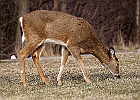 White-tailed Deer