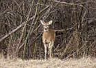 White-tailed Deer