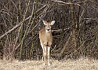 White-tailed Deer