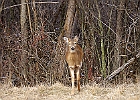 White-tailed Deer