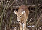 White-tailed Deer