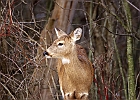 White-tailed Deer