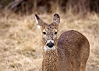 White-tailed Deer