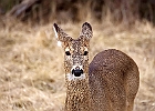 White-tailed Deer