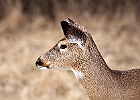 White-tailed Deer