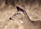 White-tailed Deer