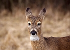 White-tailed Deer