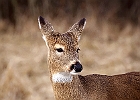 White-tailed Deer