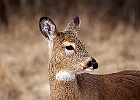 White-tailed Deer