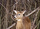 White-tailed Deer