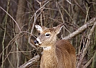 White-tailed Deer