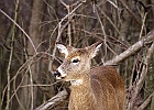 White-tailed Deer