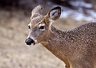 White-tailed Deer