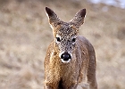 White-tailed Deer