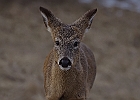 White-tailed Deer