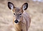 White-tailed Deer