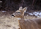 White-tailed Deer