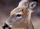 White-tailed Deer