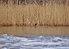 American Coot