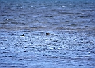 Mallards