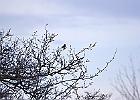 American Robin