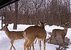 White-tailed Deer