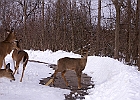 White-tailed Deer