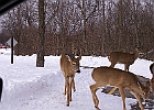 White-tailed Deer