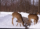 White-tailed Deer