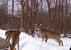 White-tailed Deer