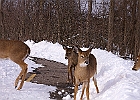White-tailed Deer