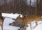 White-tailed Deer