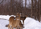 White-tailed Deer