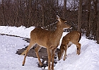White-tailed Deer