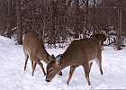 White-tailed Deer