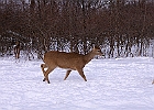 White-tailed Deer