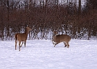 White-tailed Deer