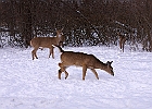 White-tailed Deer