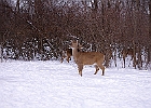 White-tailed Deer
