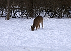 White-tailed Deer